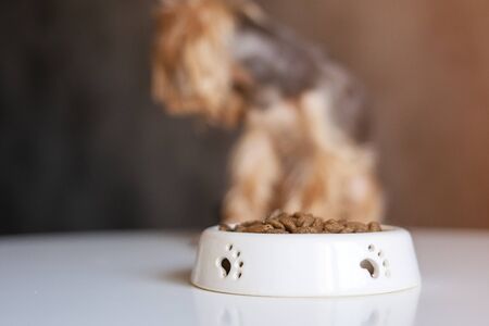 Bowl with dog foodの写真素材