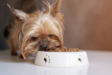 Dog Yorkshire Terrier with a bowl of foodの写真素材