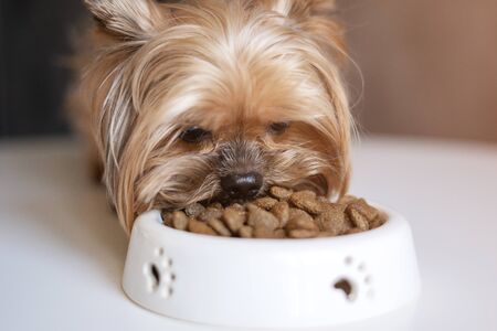 Dog Yorkshire Terrier with a bowl of foodの写真素材