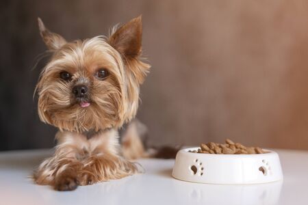 Dog Yorkshire Terrier with a bowl of foodの写真素材