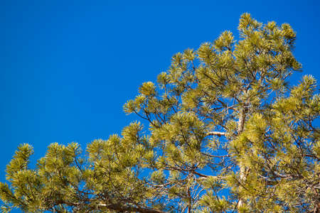 Vivid beautiful evergreen pine on a blue sky background under daylightの写真素材