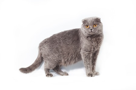 purebred kitten sitting on isolated white backgroundの写真素材