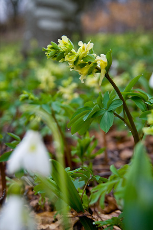 yellow flower in a field, around the greens