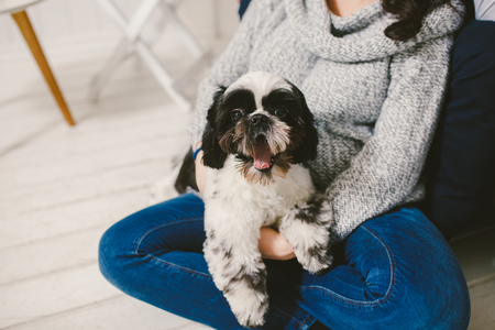 Shih Tzu sitting with people, a dog and a family, hands hugging a dogの写真素材