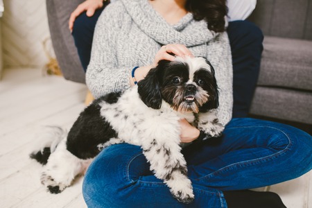 Shih Tzu sitting with people, a dog and a family, hands hugging a dogの写真素材