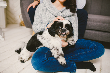 Shih Tzu sitting with people, a dog and a family, hands hugging a dogの写真素材