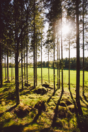 Sun's rays make their way through the trunks of trees in a pine forest in swedenの写真素材