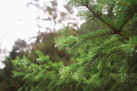 Branch of a coniferous tree with raindropsの写真素材