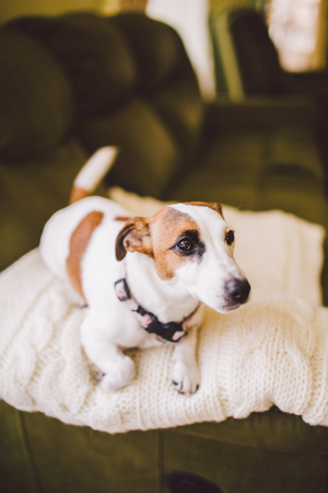Artisan woodcarver creates a furniture ornament. Woodcarver's hands, chisels, tools, wood-carved ornament.の写真素材