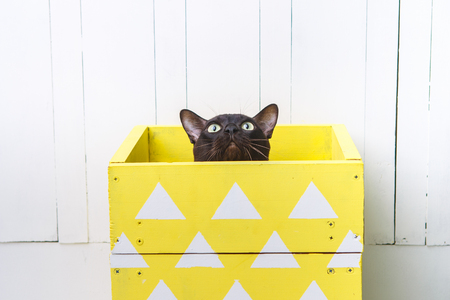 chocolate brown color European Burmese cat peeking out of a yellow box. White wooden backgroundの写真素材