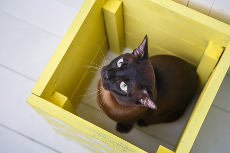 chocolate brown color European Burmese cat peeking out of a yellow box. White wooden backgroundの写真素材