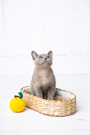 kitten gray breed, the Burmese is sitting in a wicker basket. Next toy crocheted in the form of fruit. White wooden background.の写真素材