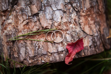 Couple wedding rings on old wood texture, the bark of the treeの写真素材