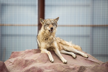 Gray wolf lying on the rock. Funny with a twisted muzzleの写真素材