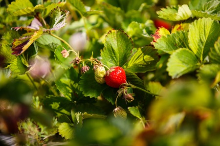Red berry, a strawberry ripened on a bush in the field. Agriculture to plant berries in the...