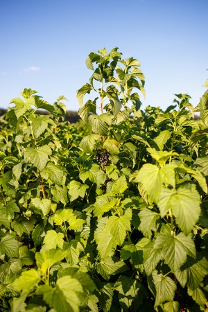shrub of blueberries, bushes with future berries against the blue sky. Farm with berries. Ukraine.の写真素材