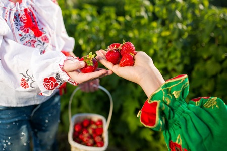 Closeup of womans hands holding basket with organic garden summer strawberry berries. Healthy lifestyle and healthy eating. Vegetarian snack.Fruit and berries.の写真素材