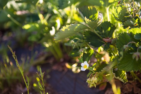 Rows of Strawberry plants in a strawberry field. Farming in the countrysideの写真素材