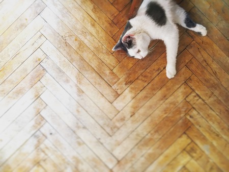 Black and White Cat on Wood Floor top viewの写真素材
