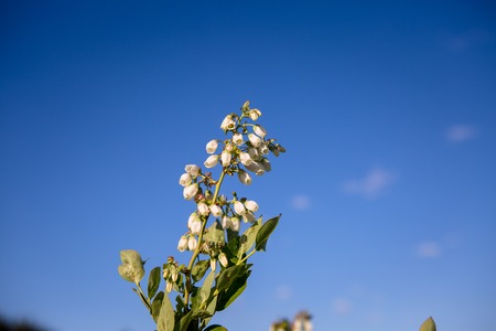 Field of blueberries, bushes with future berries against the blue sky. Farm with berries. Ukraine.の写真素材