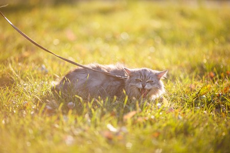 fluffy adult gray cat in green grass with emotion of fright, attack and with open mouth showing fangsの写真素材