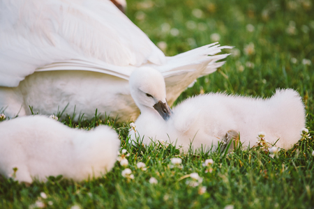 little white baby swan learns to walk on green grass next to her motherの写真素材