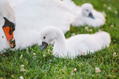little white baby swan learns to walk on green grass next to her motherの写真素材