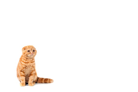 Scottish Fold small baby cat of red color with short hair in stripe with small ears and big full-length red marble on cream. Place for text.の写真素材