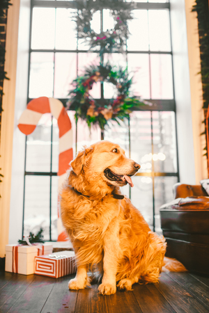 A pedigree adult golden retriever,labrador sits in full growth on the background of a window decorated with New Year's and Christmas decor, boxes with gifts and a large striped candy. Christmas theme.の写真素材