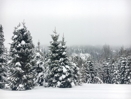 Winter landscape in the Carpathian mountains in Ukraine. Snow-covered fir trees on the skeleton of...