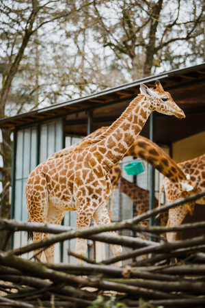 A small child kordofan giraffe rubs against the background of parents in cloudy weather at the Basel Zoo in Switzerland.の写真素材