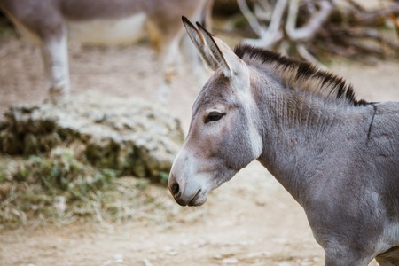 Portrait, head close-up of a wild ass gray donkey with white stripes eats at the zooの写真素材