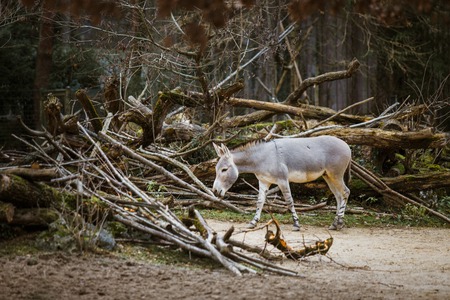 wild ass gray donkey with white stripes walks, moves among trees, on its territory in the zooの写真素材