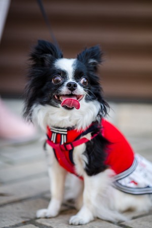 A black fluffy white, long-haired funny dog with emale sex with larger eyes the Chihuahua breed, dressed in red knitted dress. The animal sits near feet of owner woman background of garage outside.の写真素材