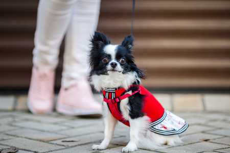 A black fluffy white, long-haired funny dog with emale sex with larger eyes the Chihuahua breed, dressed in red knitted dress. The animal sits near feet of owner woman background of garage outside.の写真素材