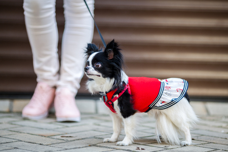 A black fluffy white, longhaired funny dog female sex with larger eyes, Chihuahua breed, dressed in red dress. animal stands at full height near feet of owner woman on background of garage outside.の写真素材