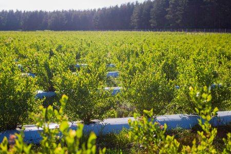 Field of blueberries, bushes with future berries against the blue sky. Farm with berries. Ukraine.の素材 [FY310106487685]