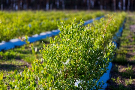 Field of blueberries, bushes with future berries against the blue sky. Farm with berries. Ukraine.の写真素材