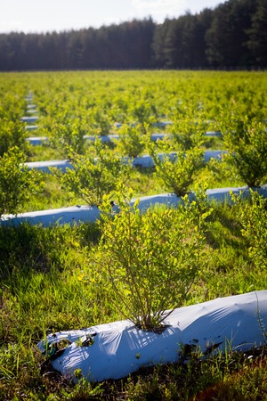 Field of blueberries, bushes with future berries against the blue sky. Farm with berries. Ukraine.の写真素材