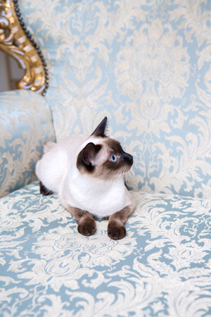 Beautiful rare breed of cat Mekongsky Bobtail female pet cat without tail sits interior of European architecture on retro vintage chic royal armchair 18th century Versailles palace. Baroque furniture.の写真素材