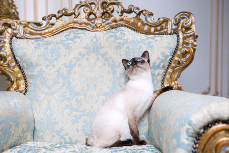 Beautiful rare breed of cat Mekongsky Bobtail female pet cat without tail sits interior of European architecture on retro vintage chic royal armchair 18th century Versailles palace. Baroque furniture.の写真素材