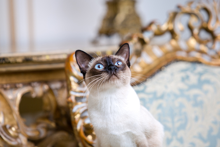 Beautiful rare breed of cat Mekongsky Bobtail female pet cat without tail sitsの写真素材