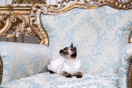 Beautiful rare breed of cat Mekongsky Bobtail female pet cat without tailの写真素材