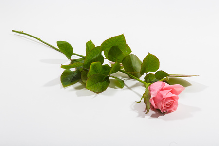 single pink rose isolated on white background.の写真素材
