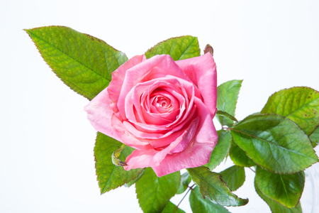 Red Rose Flower Isolated on White Background. Top View on Beautiful Red Rose Flowerの写真素材