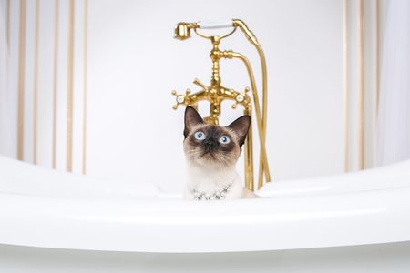 The theme is luxury and wealth. A cat without a tail of the Mekong Bobtail breed in a retro bathroom in the interior of the Barocoo Versailles Palace. Jewel jewelery on the neck.の写真素材