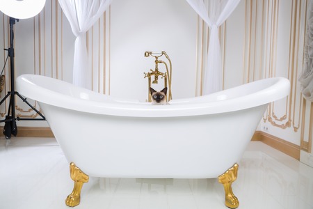 The theme is luxury and wealth. A cat without a tail of the Mekong Bobtail breed in a retro bathroom in the interior of the Barocoo Versailles Palace. Jewel jewelery on the neck.の写真素材