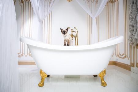 The theme is luxury and wealth. A cat without a tail of the Mekong Bobtail breed in a retro bathroom in the interior of the Barocoo Versailles Palace. Jewel jewelery on the neck.の写真素材