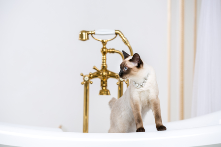 The theme is luxury and wealth. A cat without a tail of the Mekong Bobtail breed in a retro bathroom in the interior of the Barocoo Versailles Palace. Jewel jewelery on the neck.の写真素材
