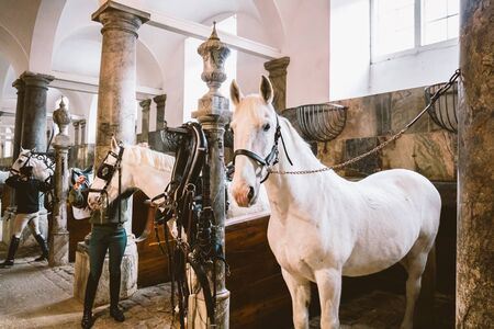February 20, 2019.Royal Stable in Denmark Copenhagen in territory Christiansborg Slot. Man young woman rider jockey preparing for a bridle, bridle, occasion, bridel snaffle, bridle on a white horse.のeditorial素材